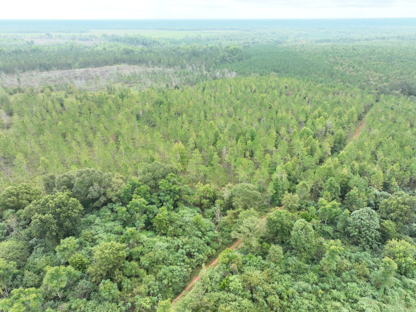 160+/ Total Acres Randolph County, Barfield Auctions